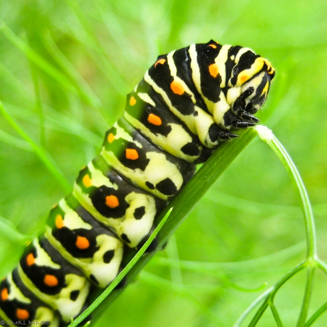 Papilio.01-9363