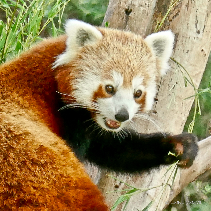 Like the other bamboo lover, the Giant panda, Red pandas have a modified wrist bone which is used as a thumb to better grip the vegetation.