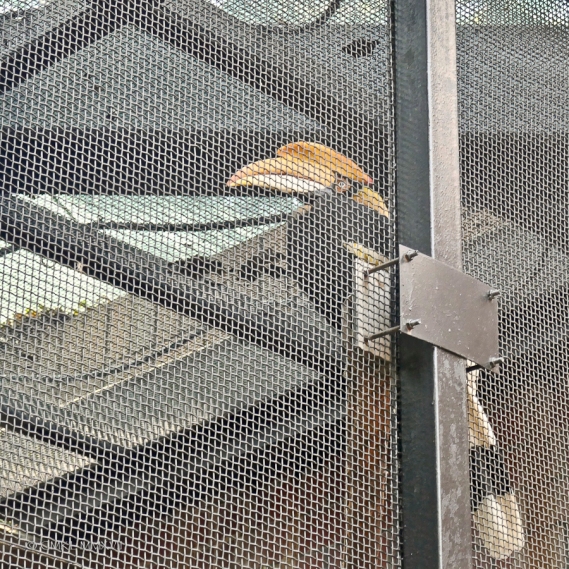 Great Pied Hornbill, Buceros bicornis, Bucerotidae